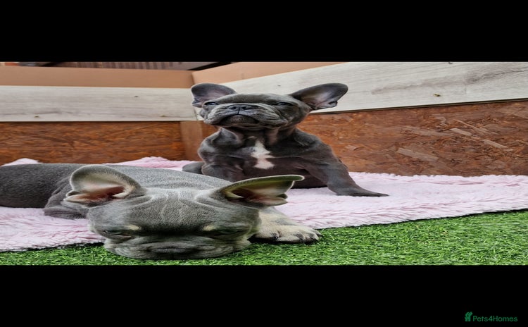 French Bulldog dogs - Advert 5