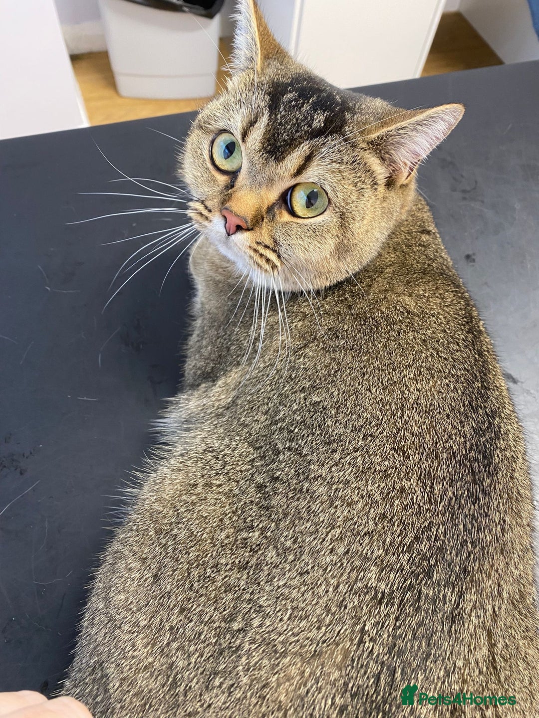 Gallery Image {{count}}