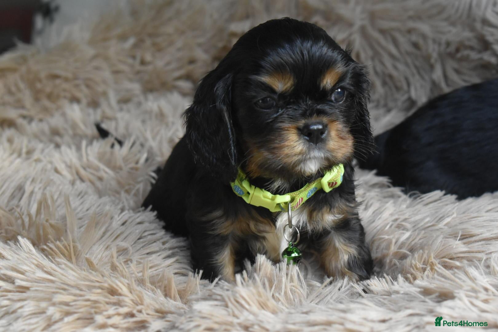 Cavalier King Charles Spaniel dogs Health Tested- Cavalier King Charles Spaniel - Advert 18