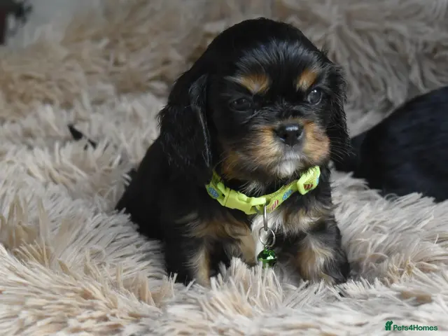 Cavalier King Charles Spaniel dogs Health Tested- Cavalier King Charles Spaniel - Advert 18