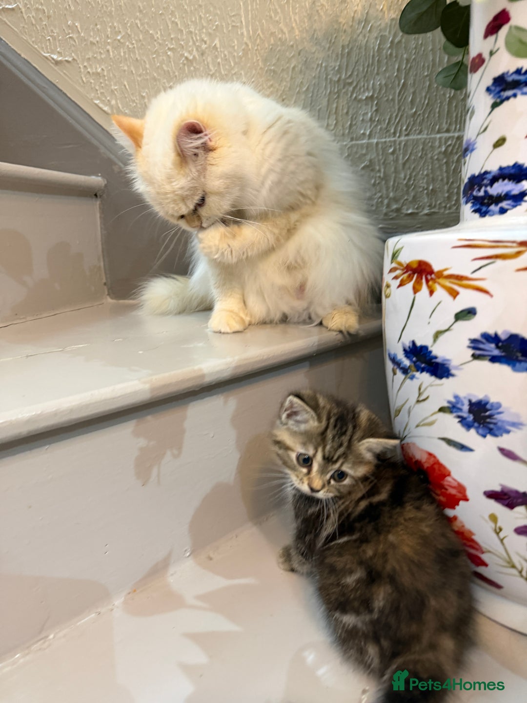 British Shorthair cats for sale: blend of Persian and British Shorthair - Advert 4