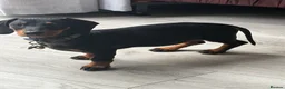 Dachshund dogs for sale: Daschund boy for sale  in Wolverhampton - Advert 3