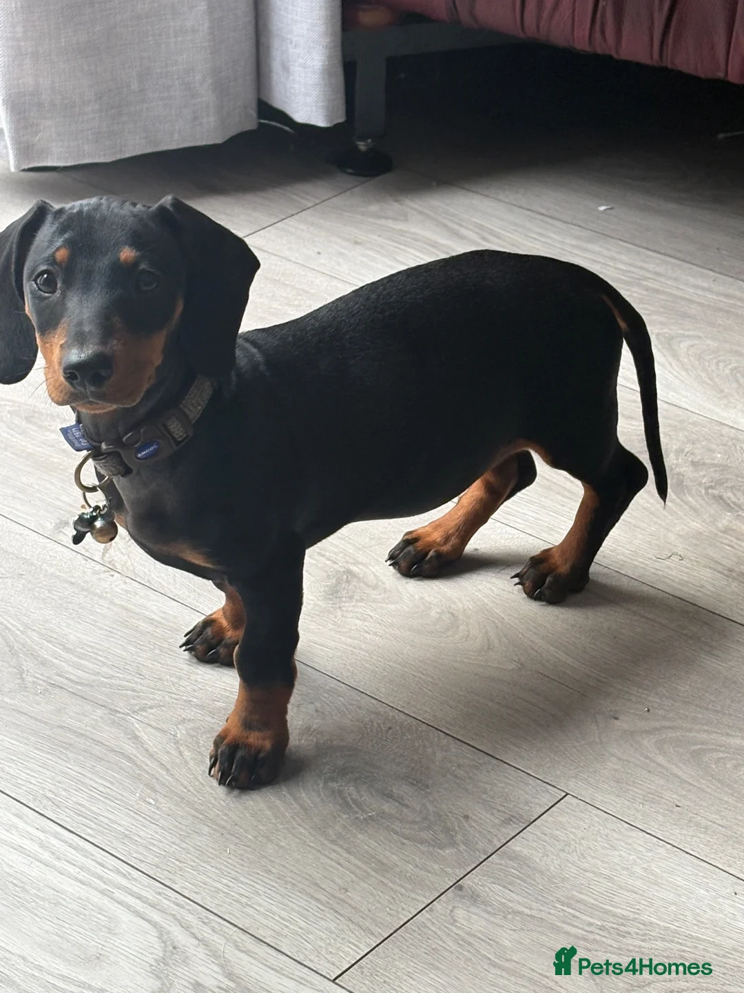 Dachshund dogs for sale: Daschund boy for sale  in Wolverhampton - Advert 3