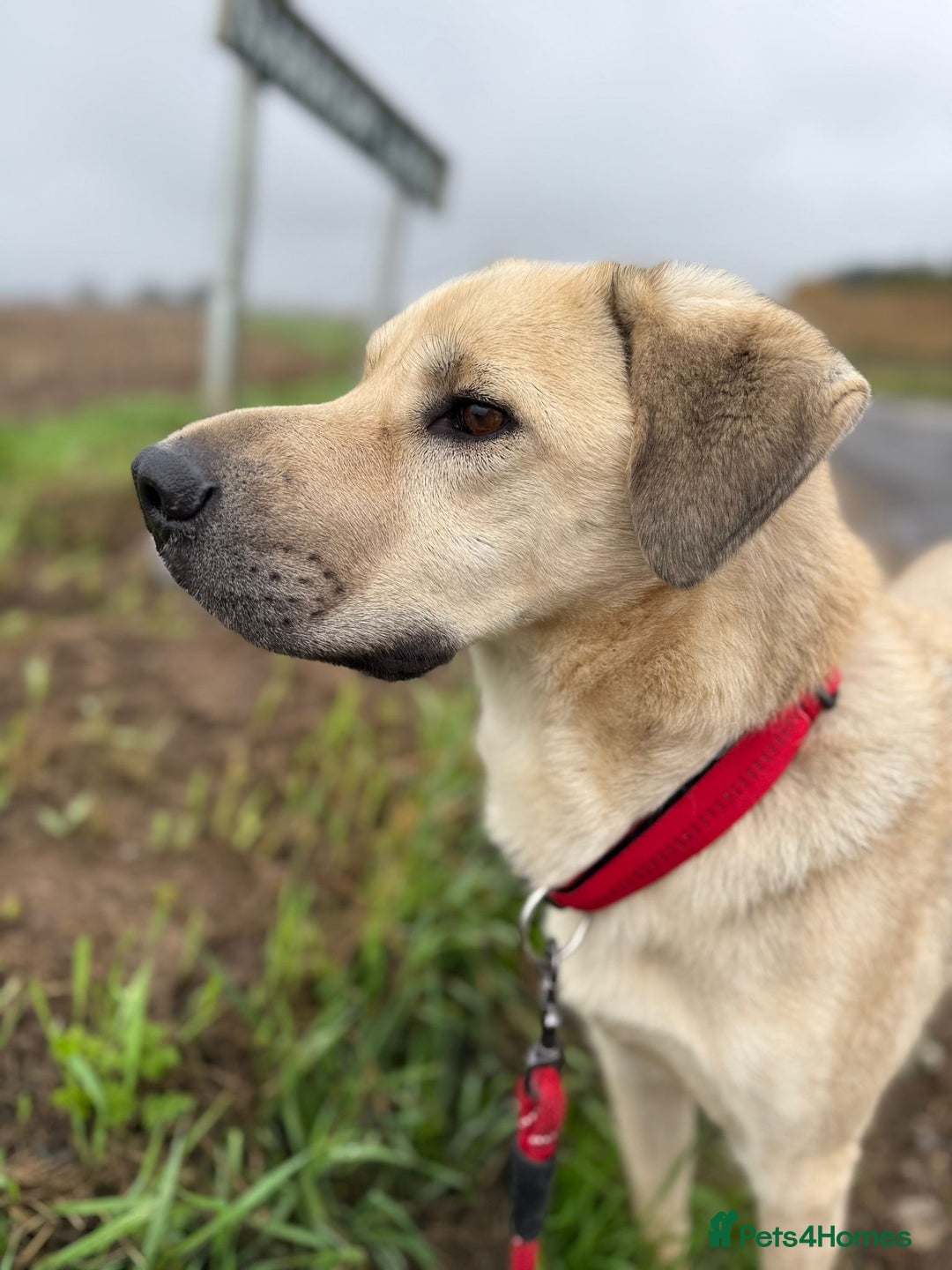 Mixed Breed dogs for adoption: 💙RUFUS💙- Young, Misunderstood, Fading In Kennels - Advert 11