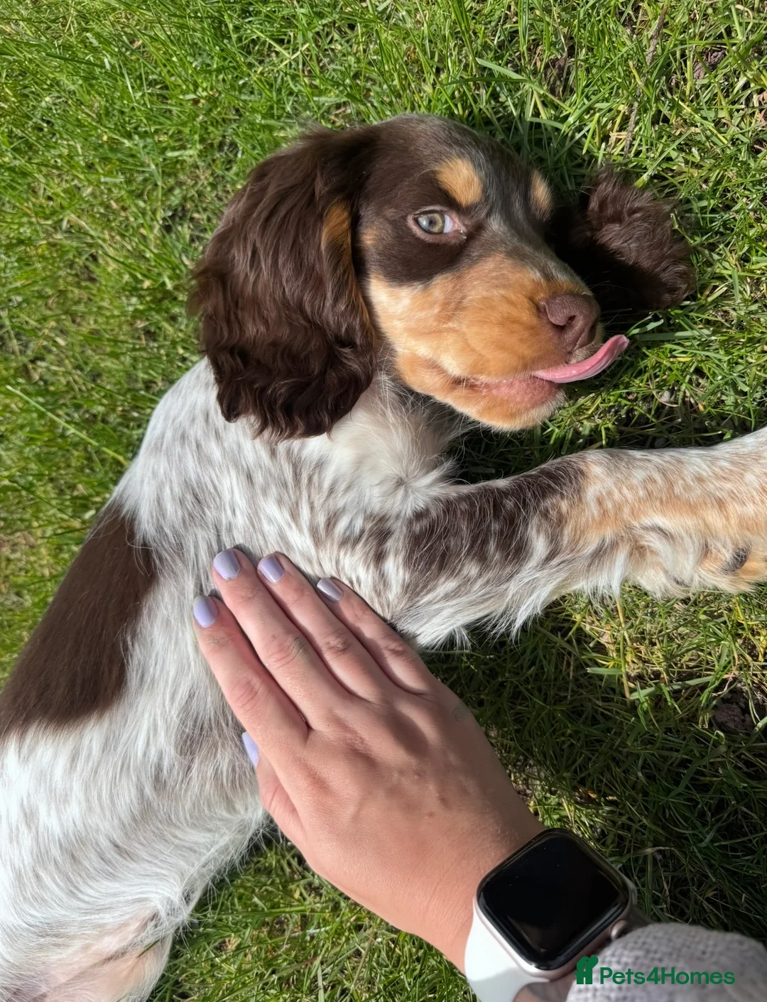 Sprocker dogs for sale: REHOME Cocker/ Springer spaniel girl (5 months) - Advert 2