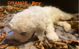 Lagotto Romagnolo dogs for sale: Stunning Litter of Pedigree Lagotto Romagnolo Pups - Image 38