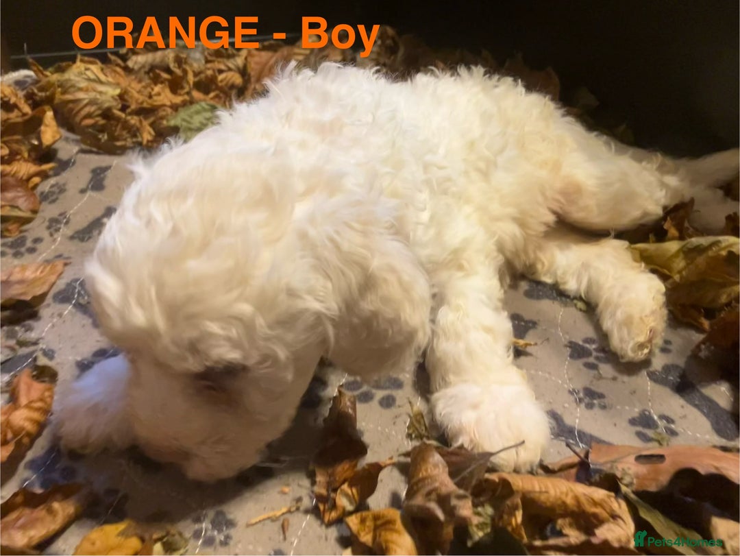 Lagotto Romagnolo dogs for sale: Stunning Litter of Pedigree Lagotto Romagnolo Pups - Image 38