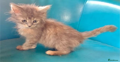 Maine Coon cats - Advert 14