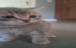 Scottish Fold cats for sale: Beautiful Scottish fold kittens - Image 12