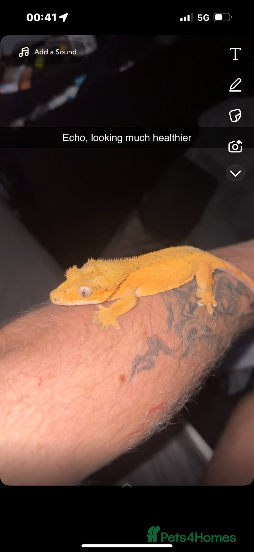 Gecko reptiles Crested gecko and full bioactive vivarium setup! - Advert 4