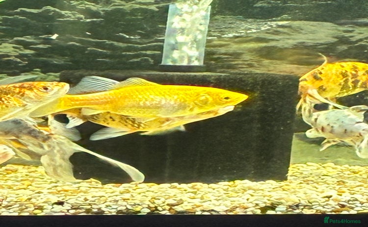 Goldfish fish - Advert 1