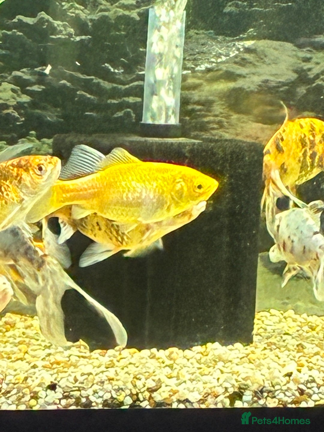 Goldfish fish for sale: Goldfish  - Image 1