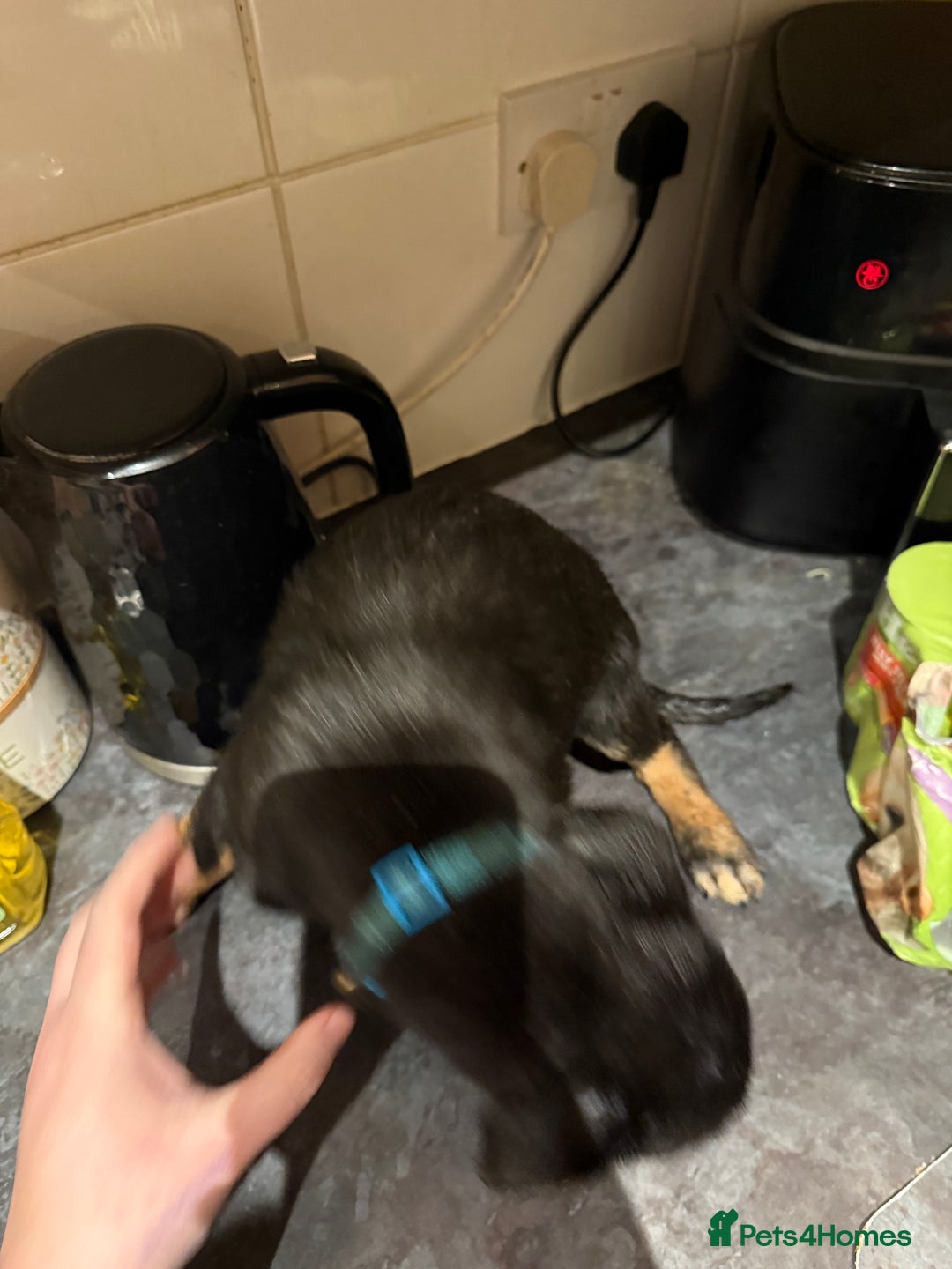 Mixed Breed dogs for sale: Cross breed Rottweiler puppies  - Advert 8