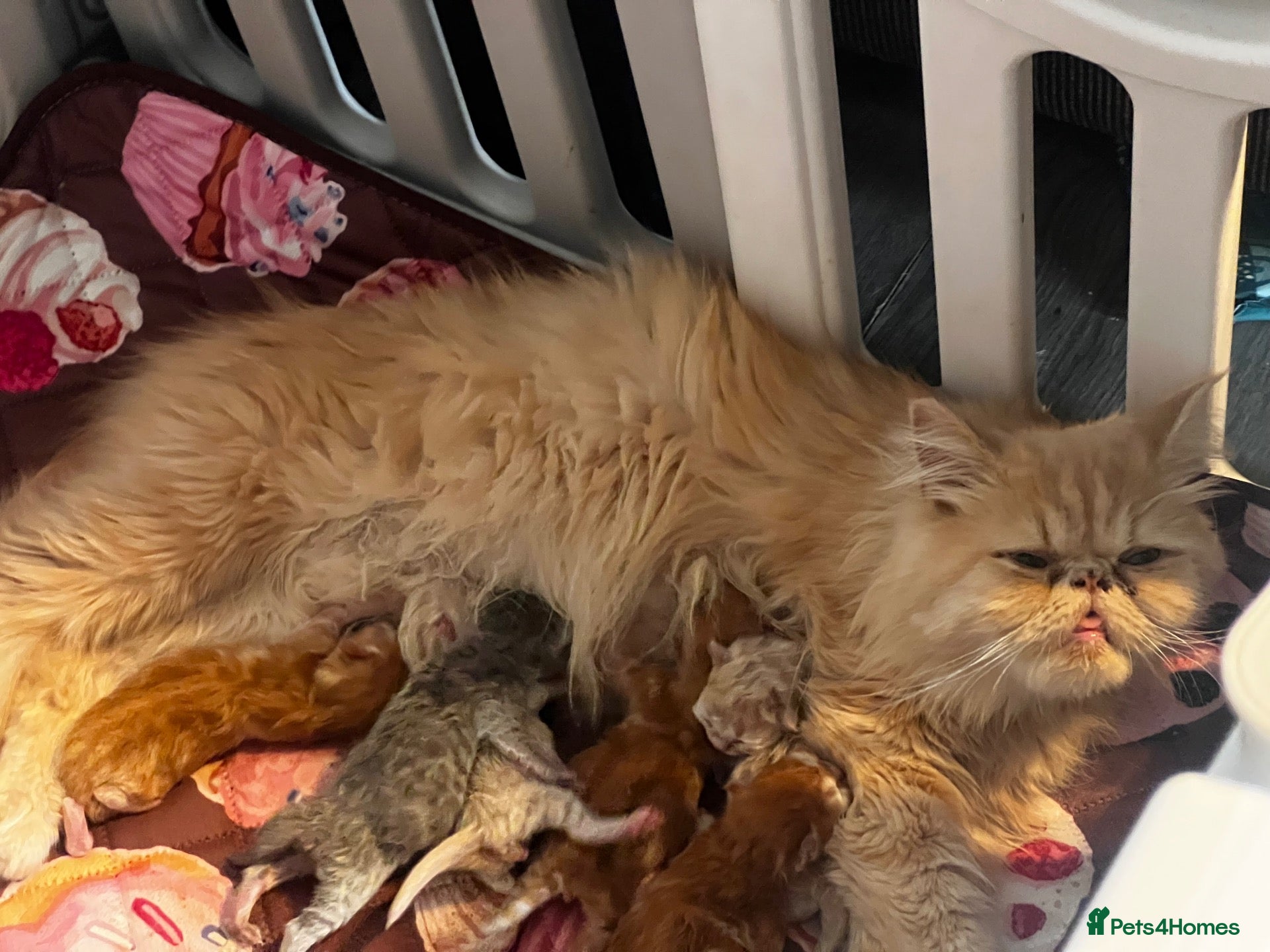 Persian cats  PERSIAN CHINCHILLA BABIES  🌸🌷💐🌹🌼 - Advert 2