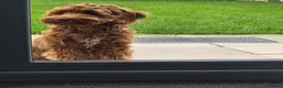 Australian Labradoodle dogs for sale: Australian labradoodle red Male - Advert 3
