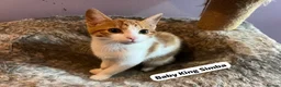 Domestic Shorthair cats for adoption: 2 ginger & white rescue kittens waiting for homes - Advert 2