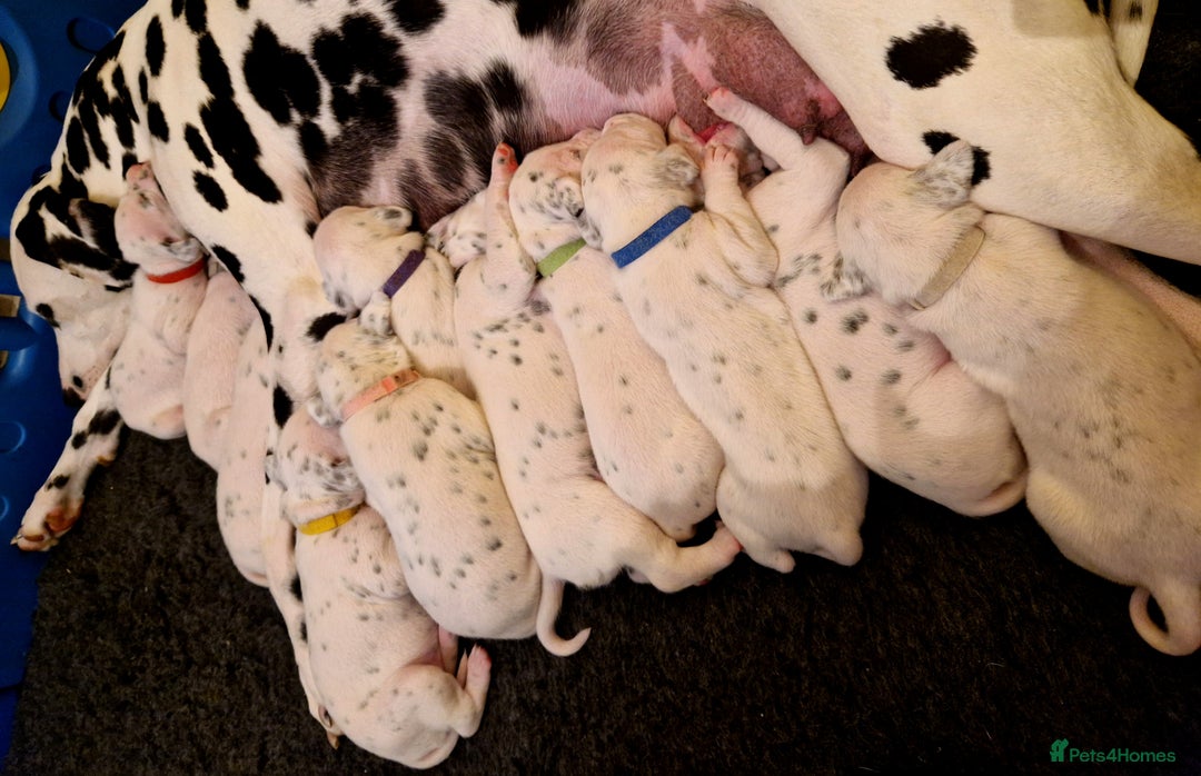 Dalmatian dogs for sale: **Beautiful litter of 11 KC Dalmatians** - Image 7