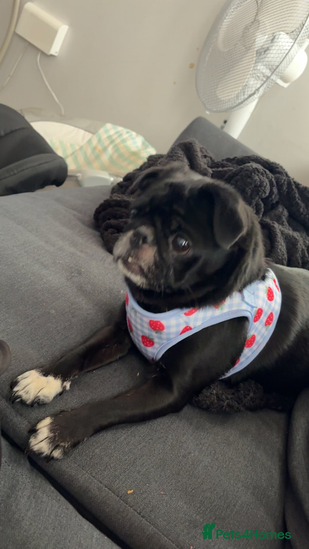 Pug dogs for sale: Lola the pug - Image 2