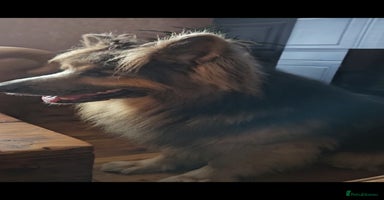 German Shepherd dogs - Advert 3