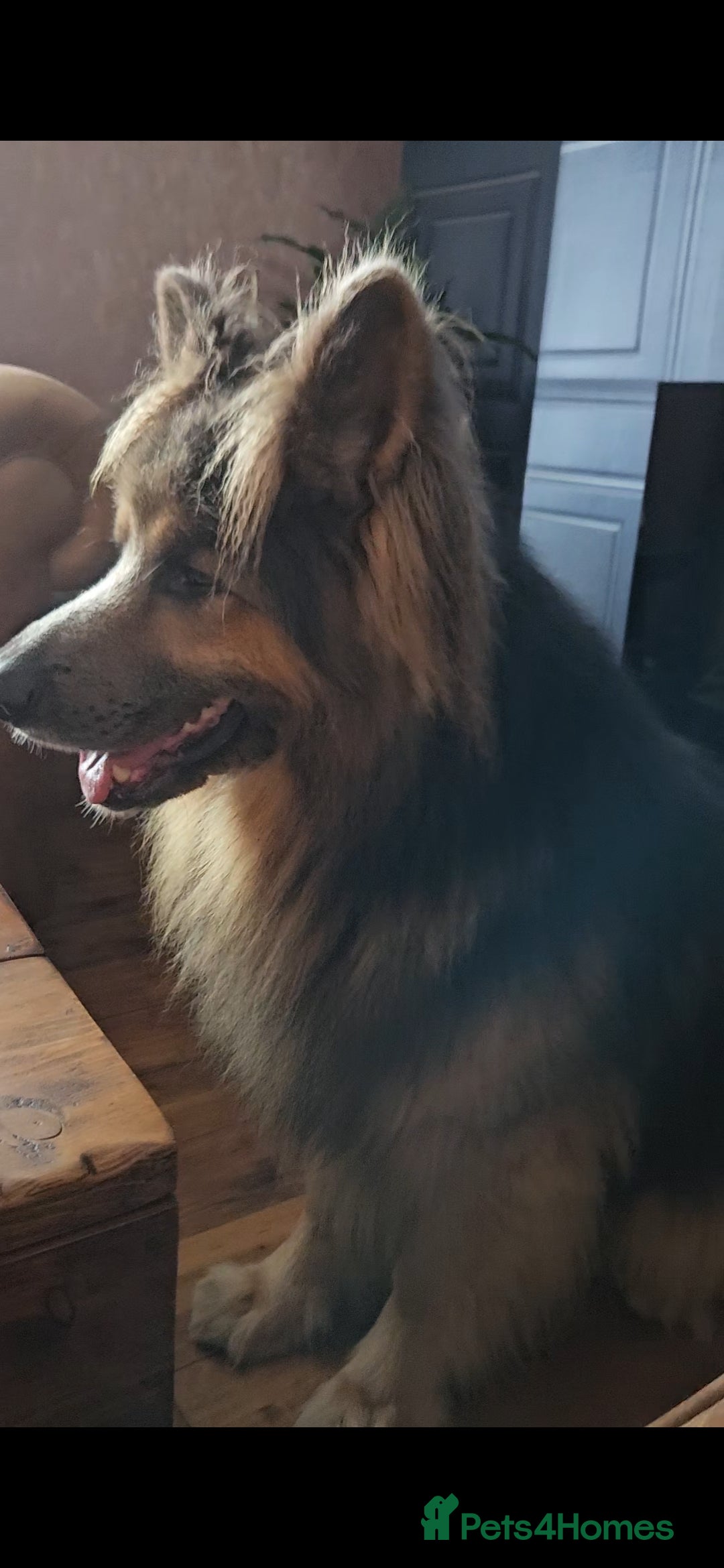 German Shepherd dogs for stud: Blue German shepherd PROVEN  - Image 3