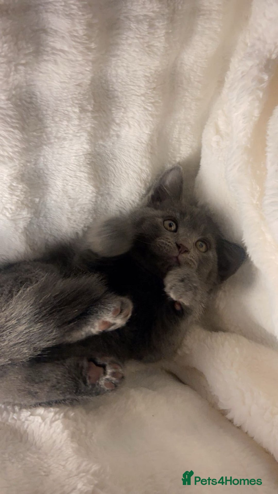 British Shorthair cats for sale: British shorthair x sypnx kitten for sale. - Advert 7