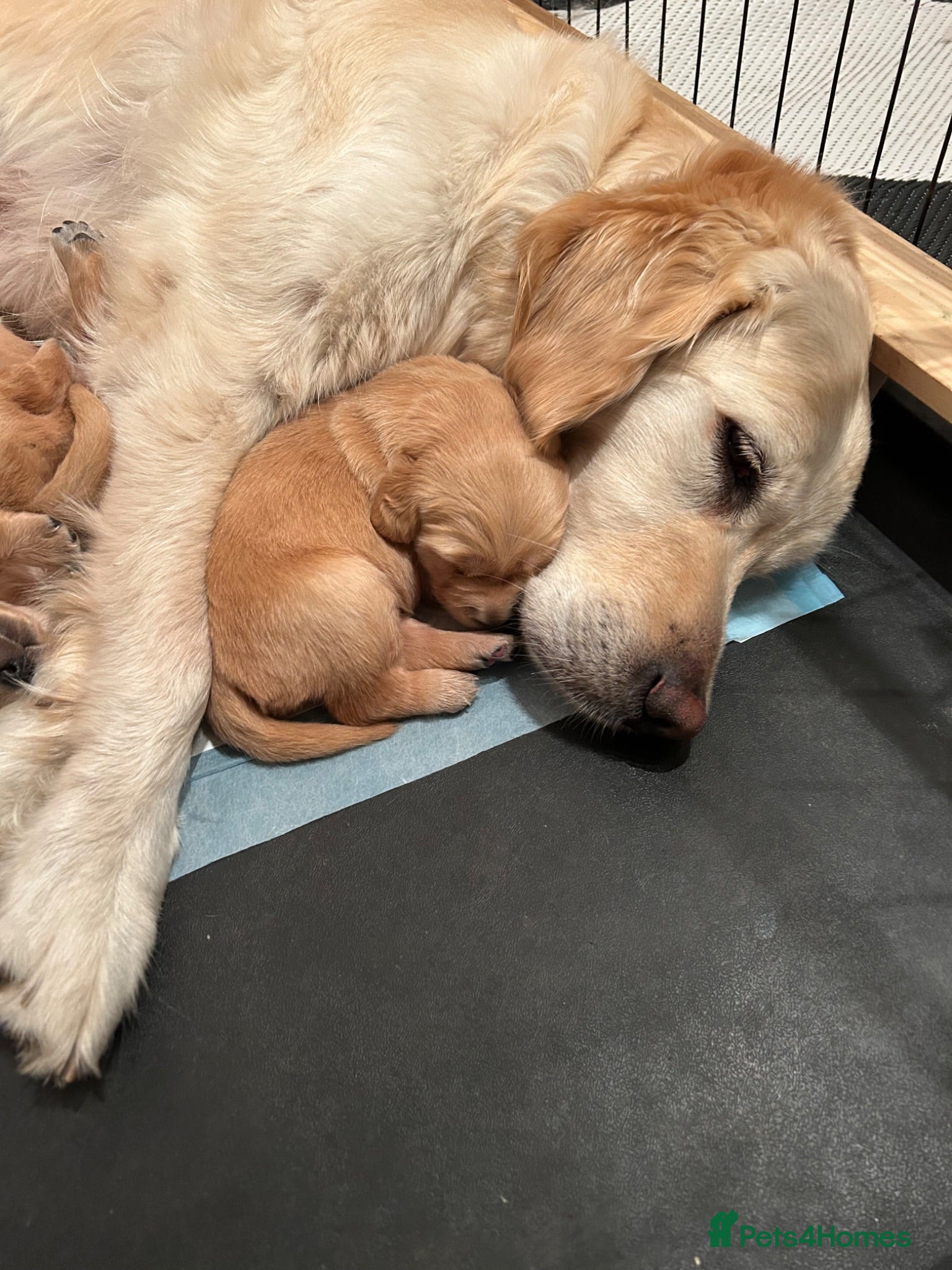 Golden Retriever dogs Golden Retriever puppies - Advert 1