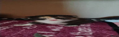 Mixed Breed Kitten 3
