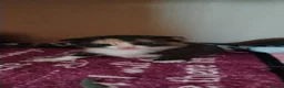 Mixed Breed cats for sale: Beautiful mixed breed kittens. in Holyhead - Advert 1