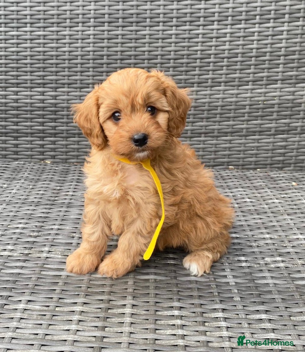Yellow Collar
