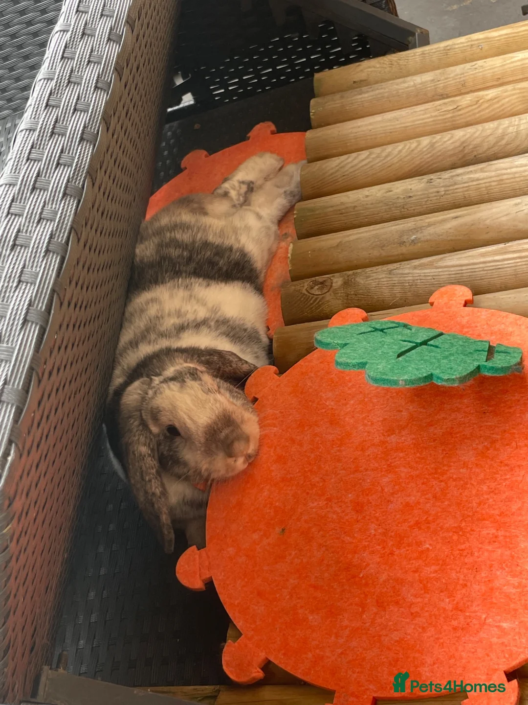 Dwarf Lop rabbits for sale: Jasper, younge rabbit needs a good home asap in Northampton - Advert 2