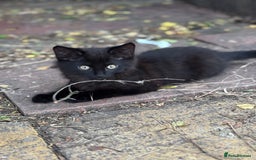 Mixed Breed cats for sale: 2 lovely kittens ready now  - Image 3