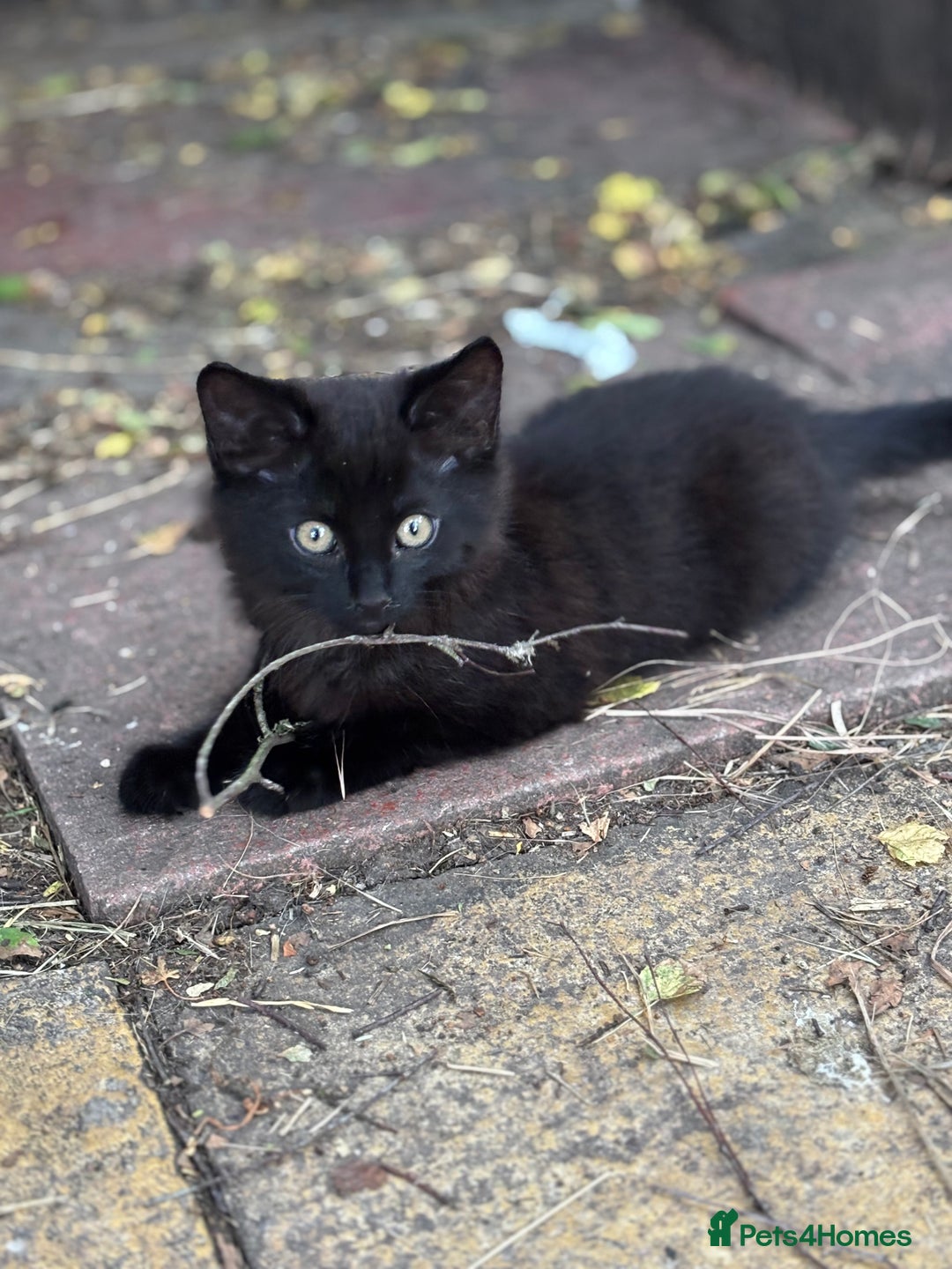Mixed Breed cats for sale: 2 lovely kittens ready now  - Image 3