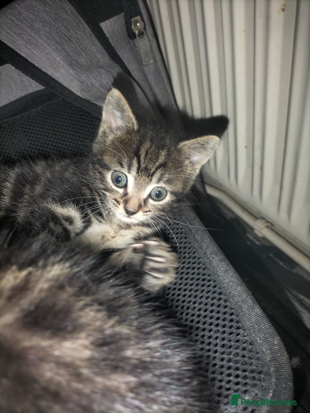 Mixed Breed cats for sale: 5 Beautiful Tabby Kittens - Image 10