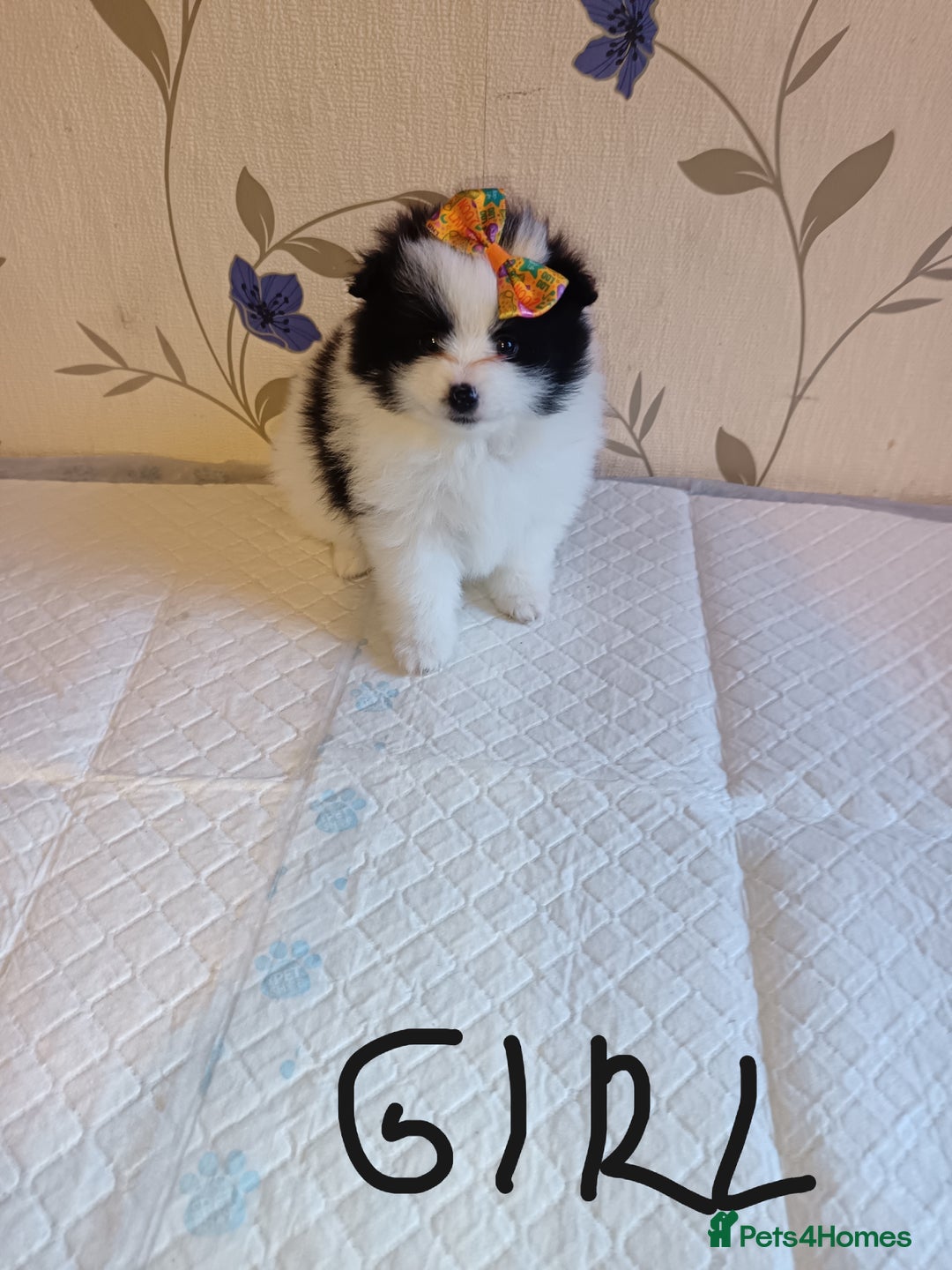 Pomeranian dogs for sale: Barnsley  - Advert 23