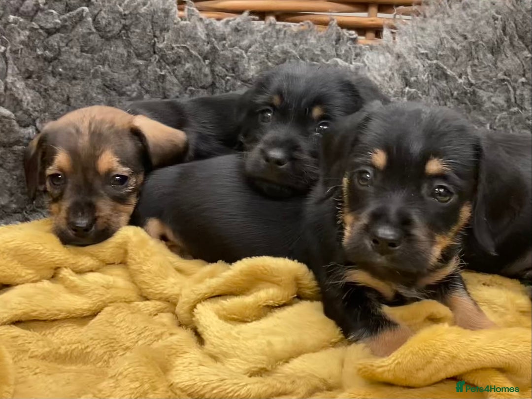 Mixed Breed dogs for sale: Border Terrier cross puppies  - Image 10