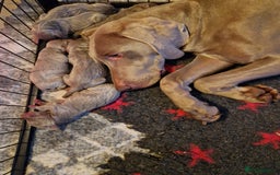 Weimaraner dogs for sale: Stunning KC reg silver/grey Weimaraner puppies - Image 5