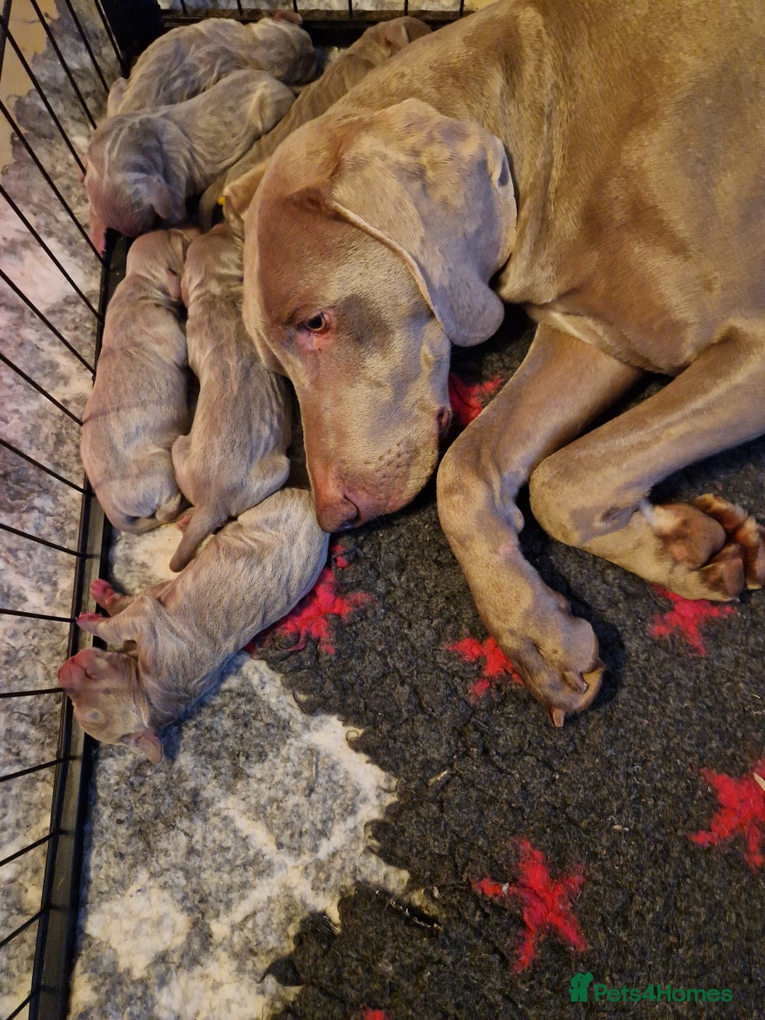 Weimaraner dogs for sale: Stunning KC reg silver/grey Weimaraner puppies - Image 5