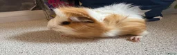 Guinea Pig rodents for sale: Beautiful baby piggies  - Advert 5