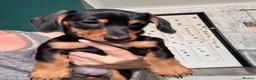 Miniature Dachshund dogs for sale: 1 handsome KC registered boy available  - Advert 4