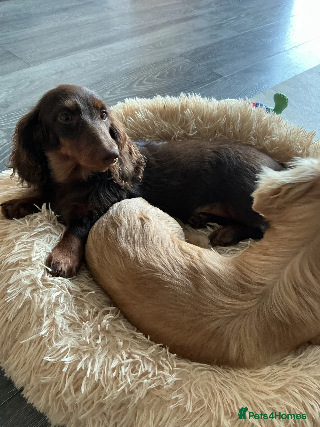 Miniature Dachshund dogs for sale: Miniature Dachshund  - Advert 5