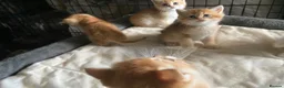 British Shorthair cats for sale: Full Pedigree British short hair kittens  - Advert 16