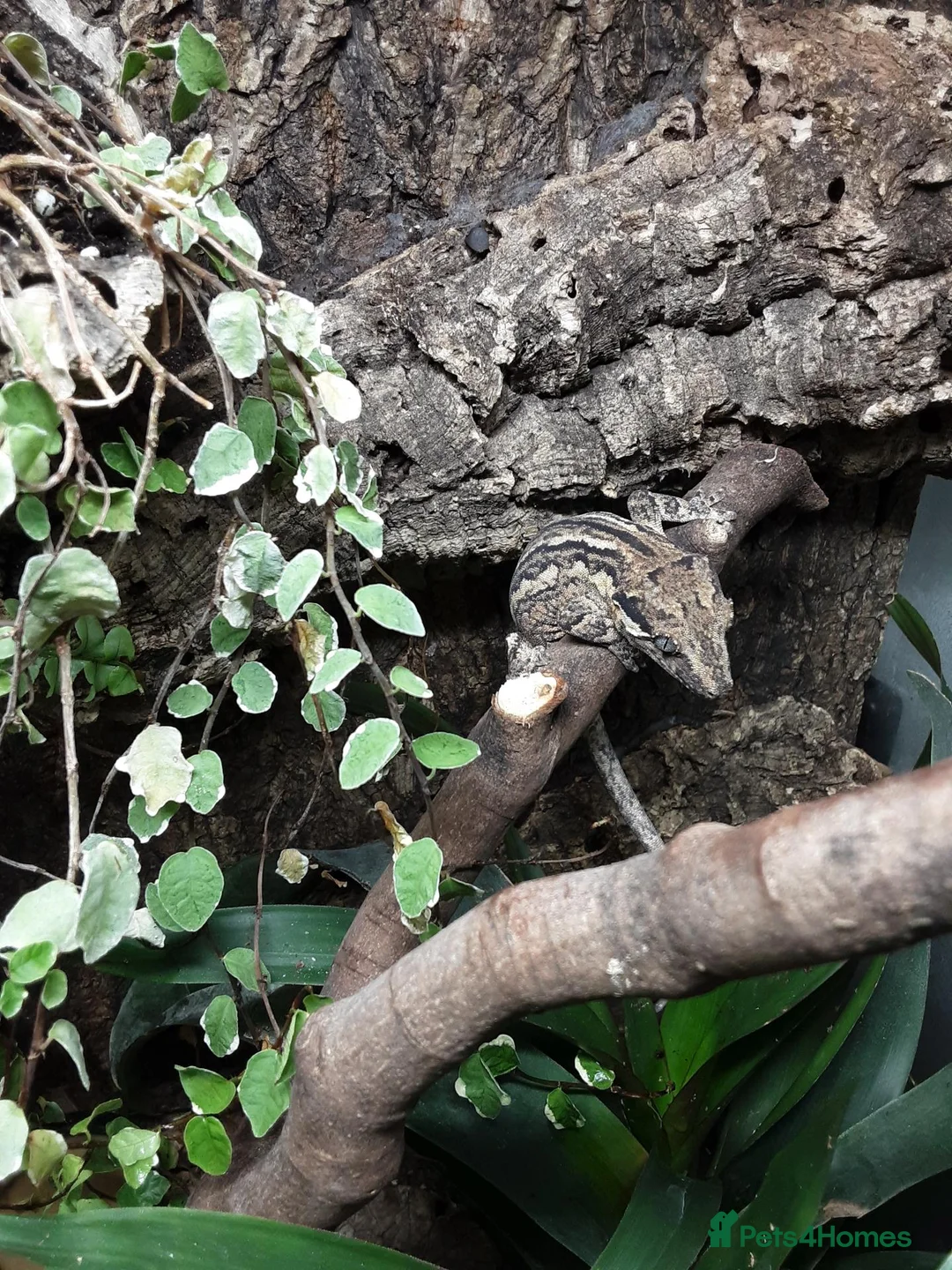 Gecko reptiles for sale: Gecko  in Sherborne - Advert 4