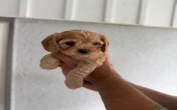 Cavapoo dogs for sale: 6 Beautiful Toy Cavapoo Girls  - Image 13