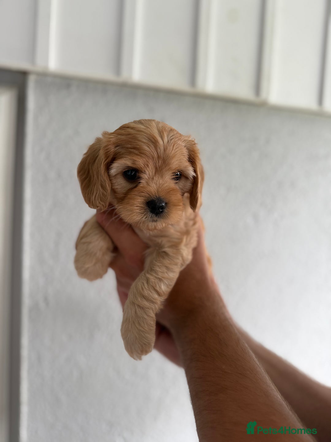 Cavapoo dogs for sale: 6 Beautiful Toy Cavapoo Girls  - Image 13