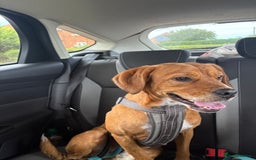 Mixed Breed dogs for sale: Thor ❤️ - Image 1