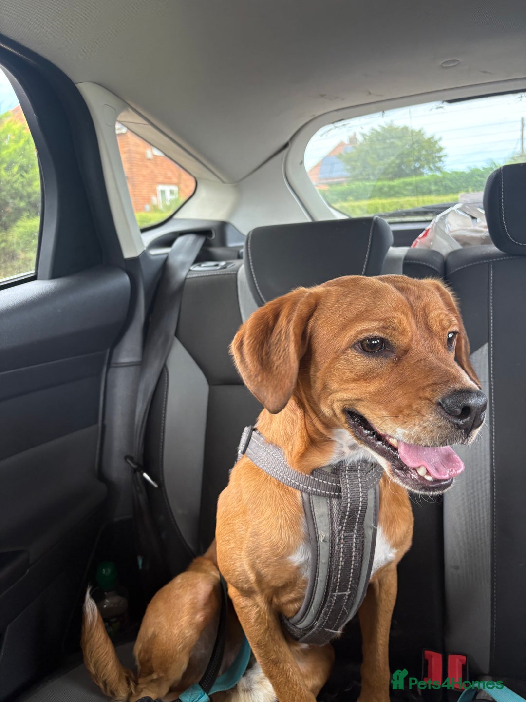 Mixed Breed dogs for sale: Thor ❤️ - Image 1