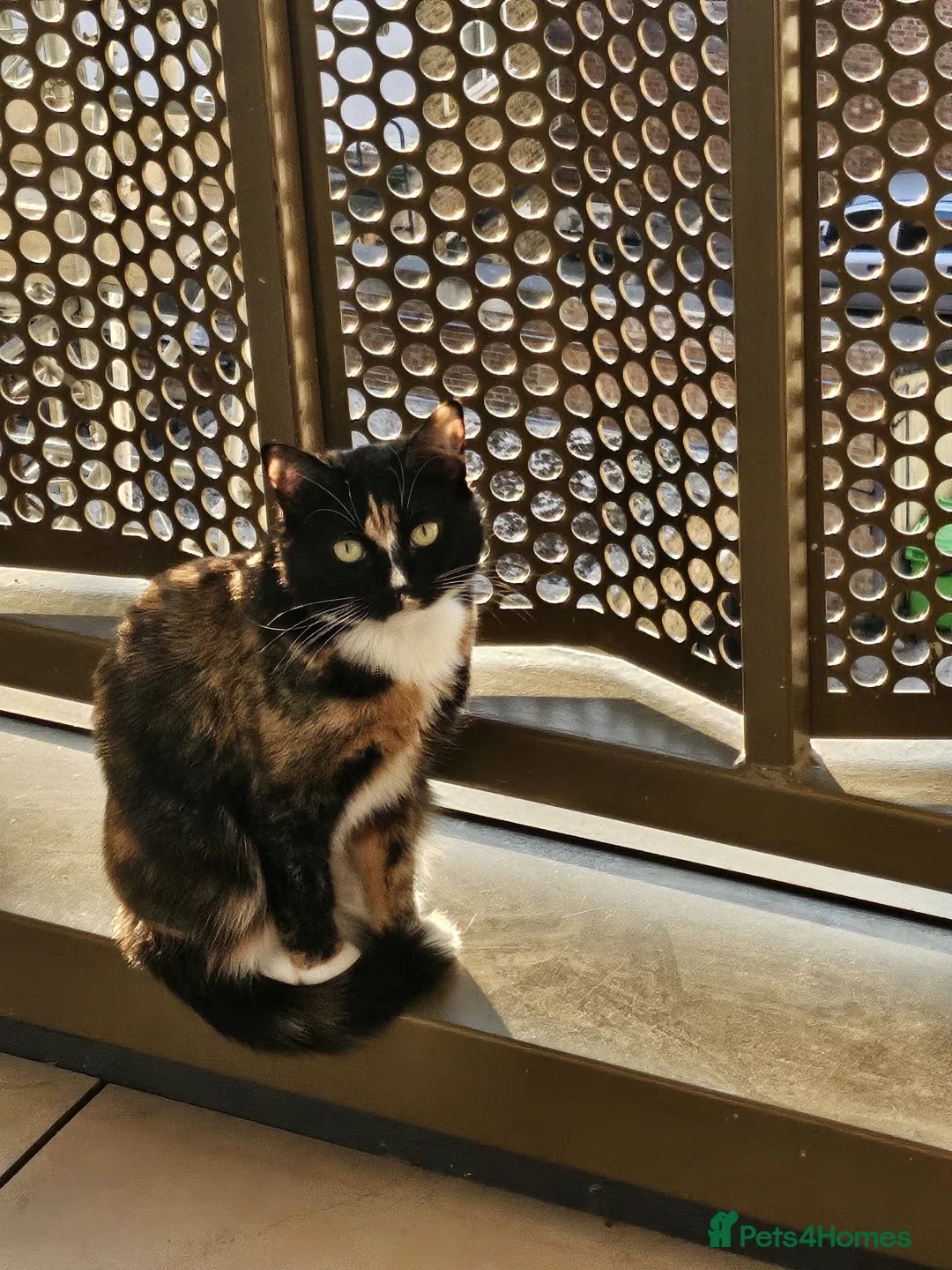 British Shorthair cats for sale: Calico cat - Appa  in Sutton - Advert 1