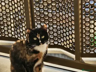 British Shorthair cats Calico cat - Appa - Advert 3