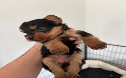 Yorkshire Terrier dogs for sale: Yorkshire terrier puppies - Image 13