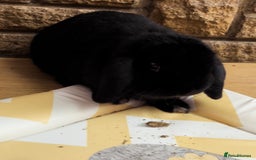 Mini Lop rabbits for sale: Adorable black mini lop bunny - Image 1